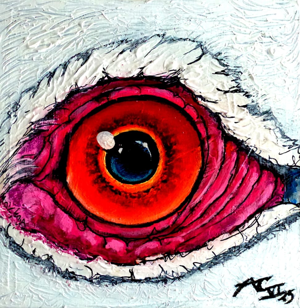 Vogelauge