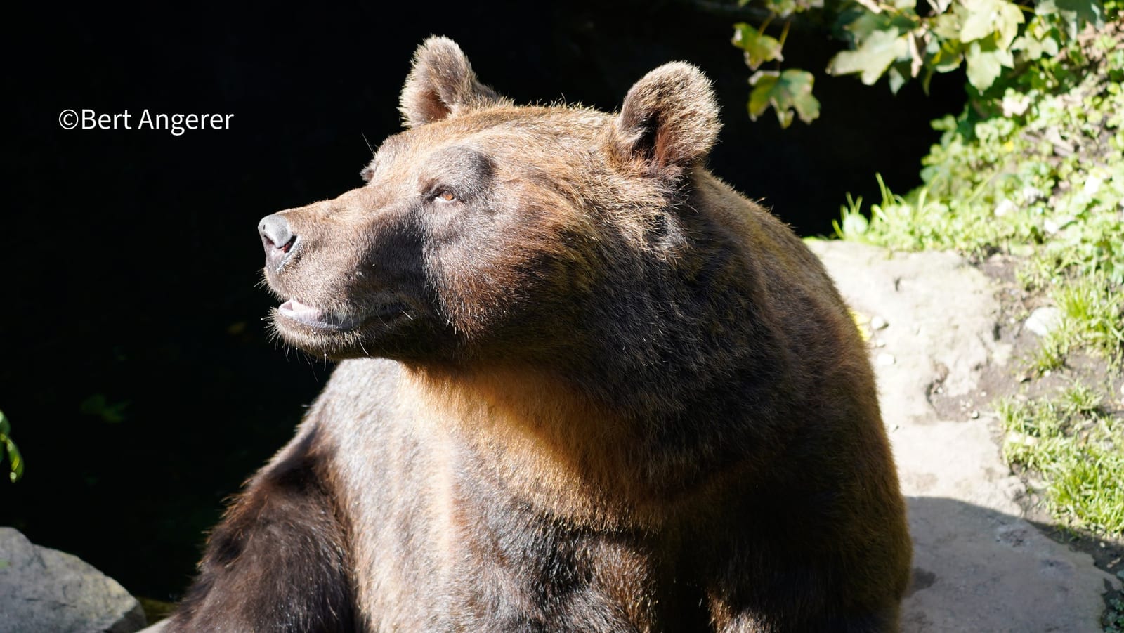 Braunbär Ander im Alpenzoo Innsbruck von Bert Angerer