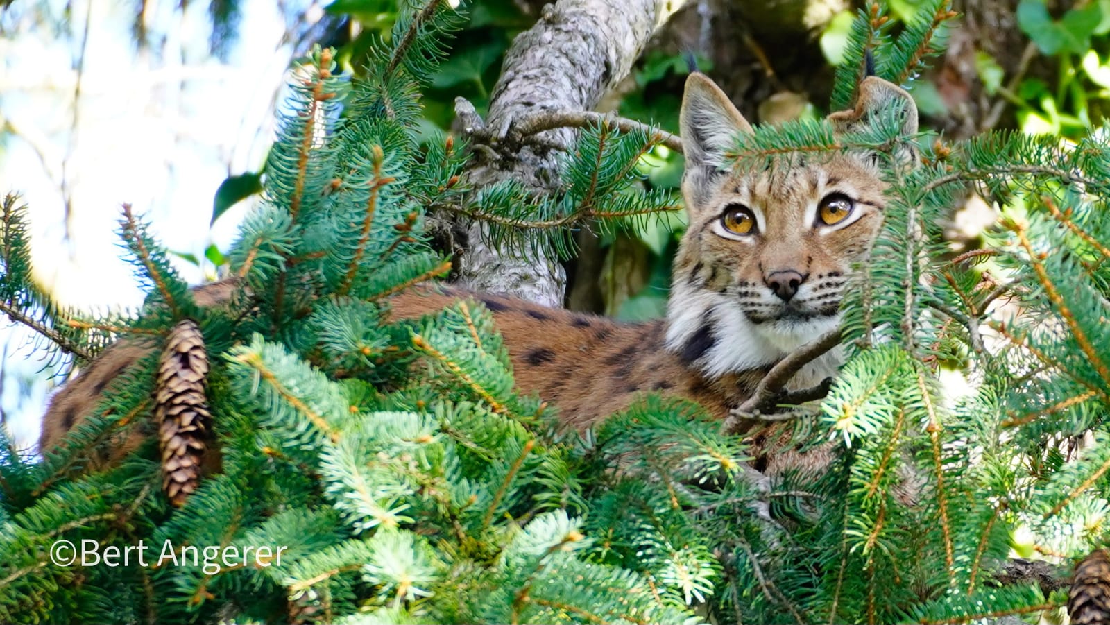 Luchs Emma im Alpenzoo Innsbruck von Bert Angerer