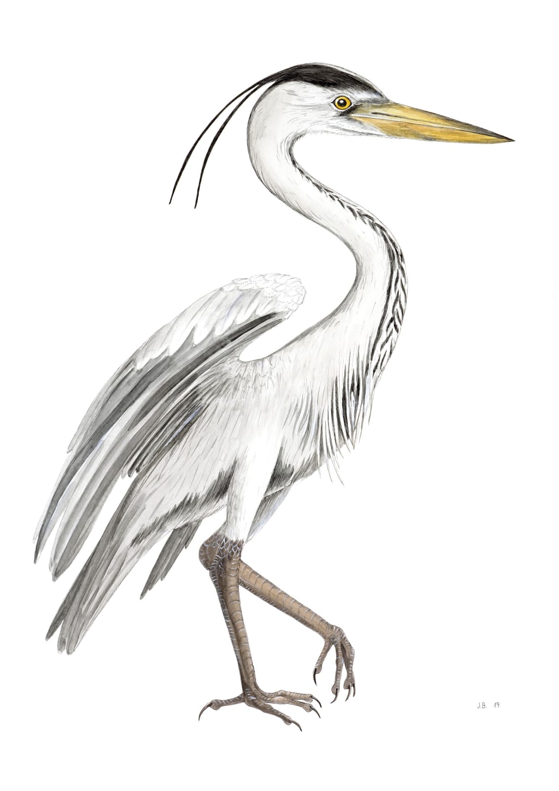 Ardea cinerea - Graureiher