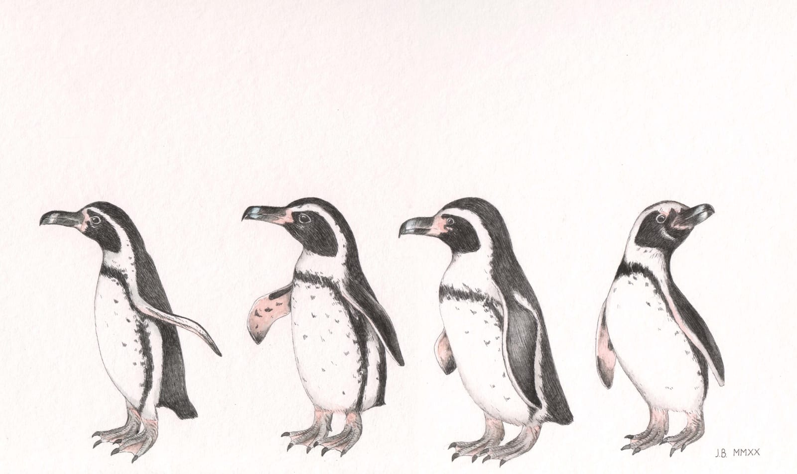 Humboldt Pinguine (Spheniscus humboldti)