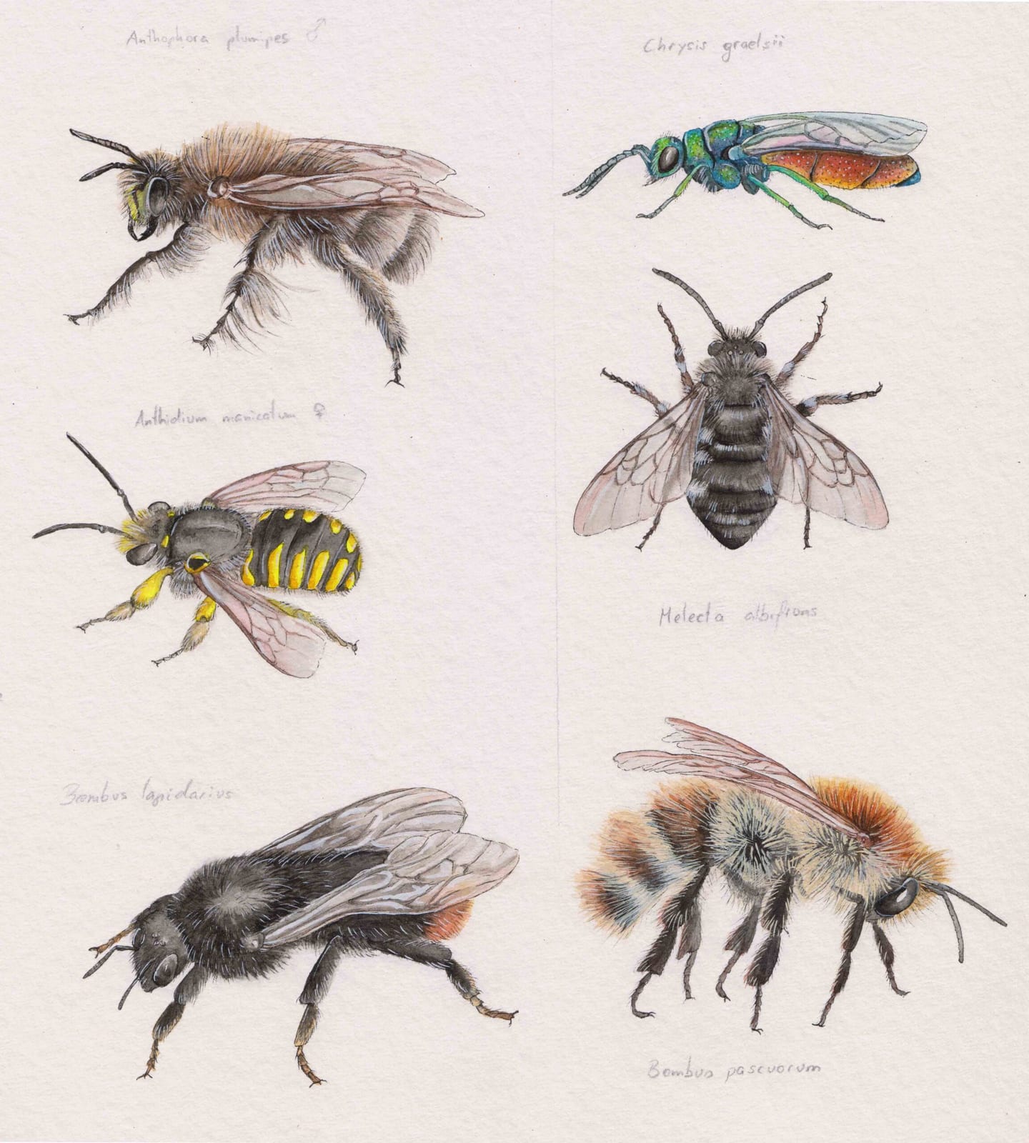 Insect studies II