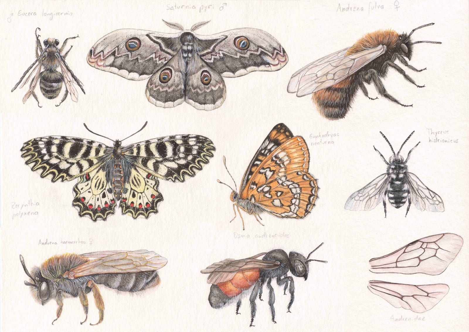 Insect studies