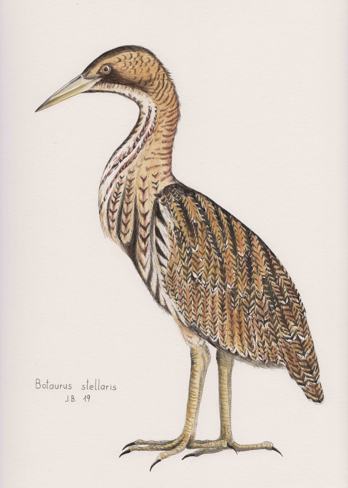 Rohrdommel (Botaurus stellaris)