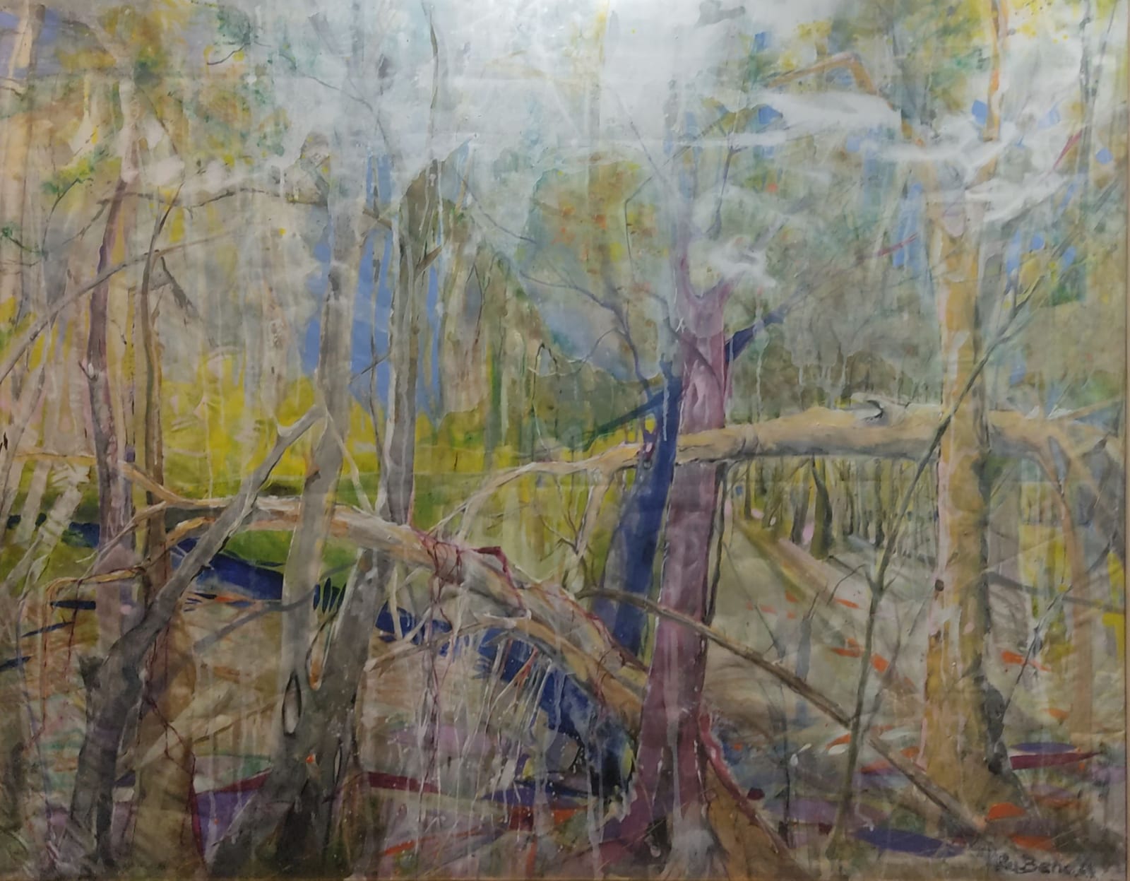 Virgin Forest 1