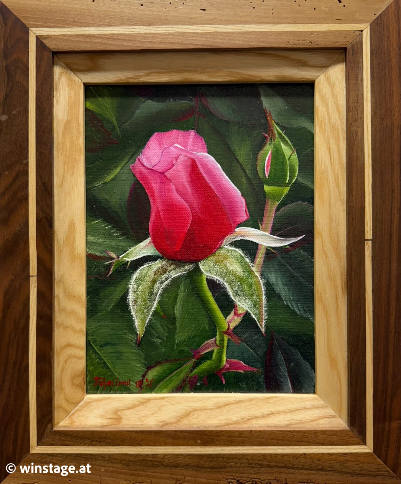 Rose rosa