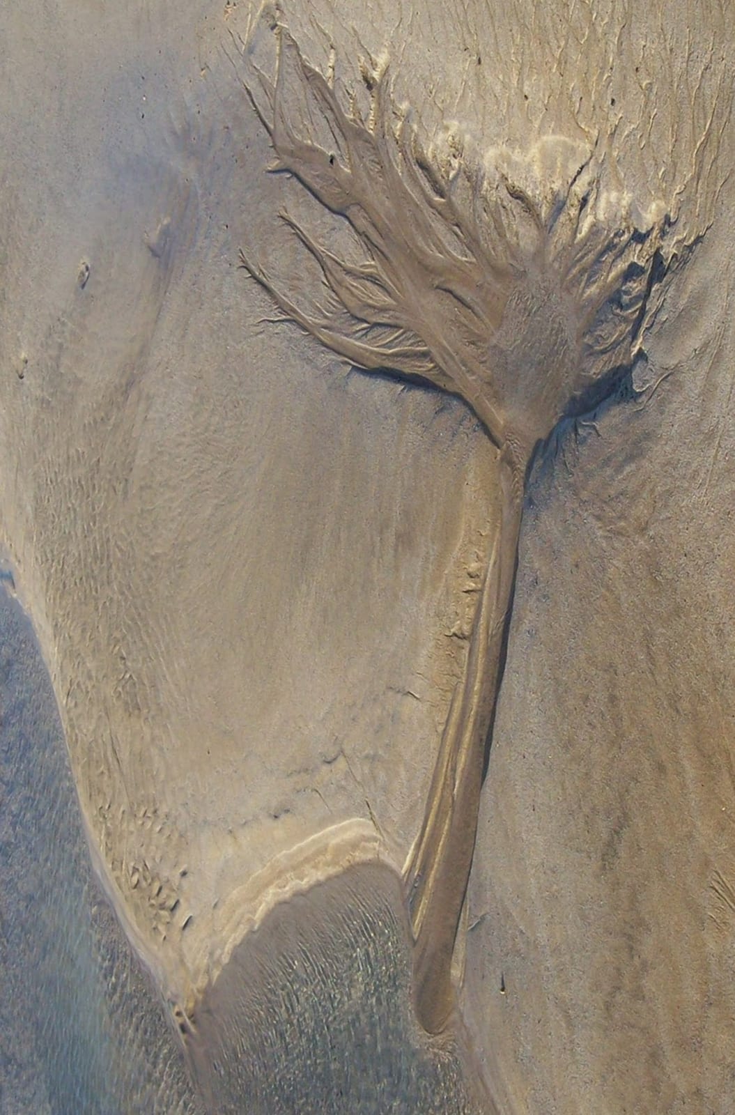 Der Baum am Strand