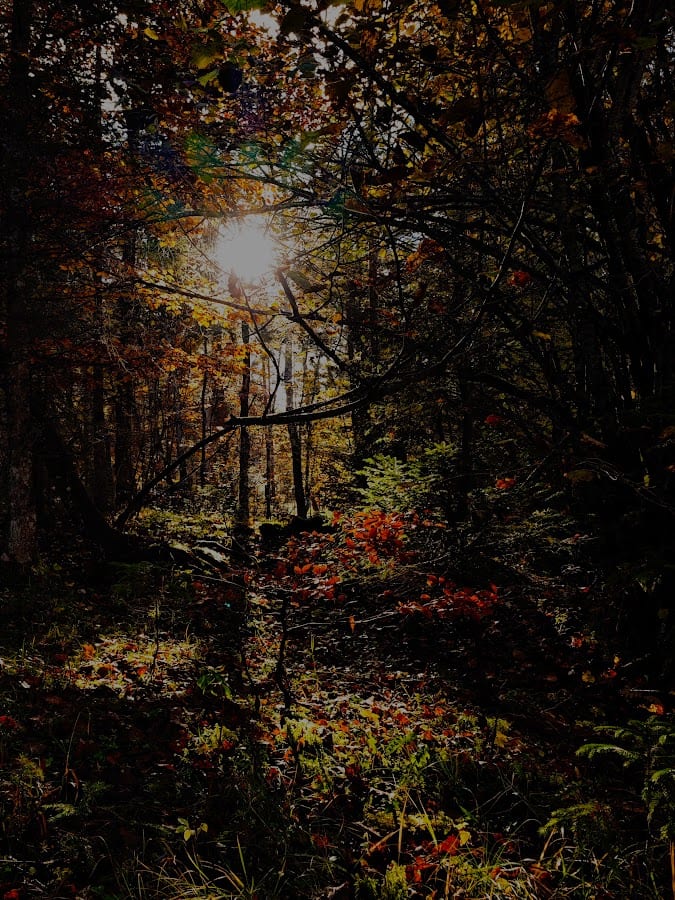 Herbstwald