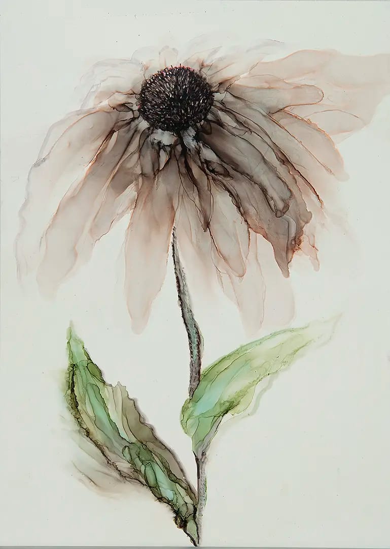 Echinacea