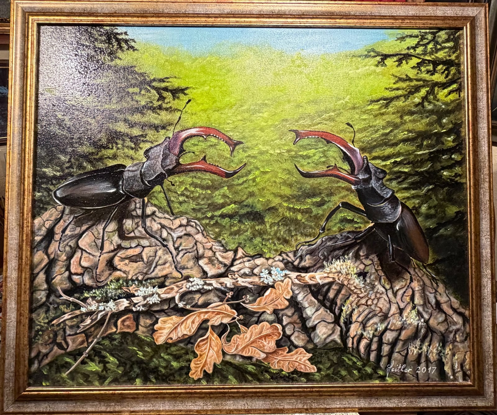 Hirschkäfer von Norbert Jeitler