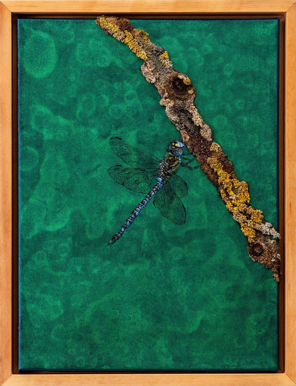 Prachtlibelle von Barbara Liss