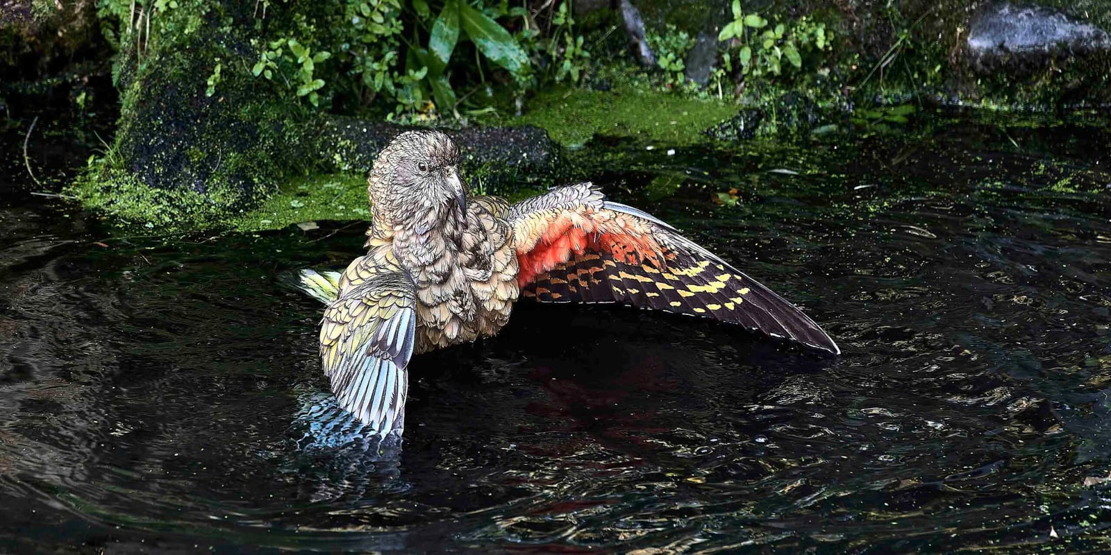 KEA - Neuseeland 2024
