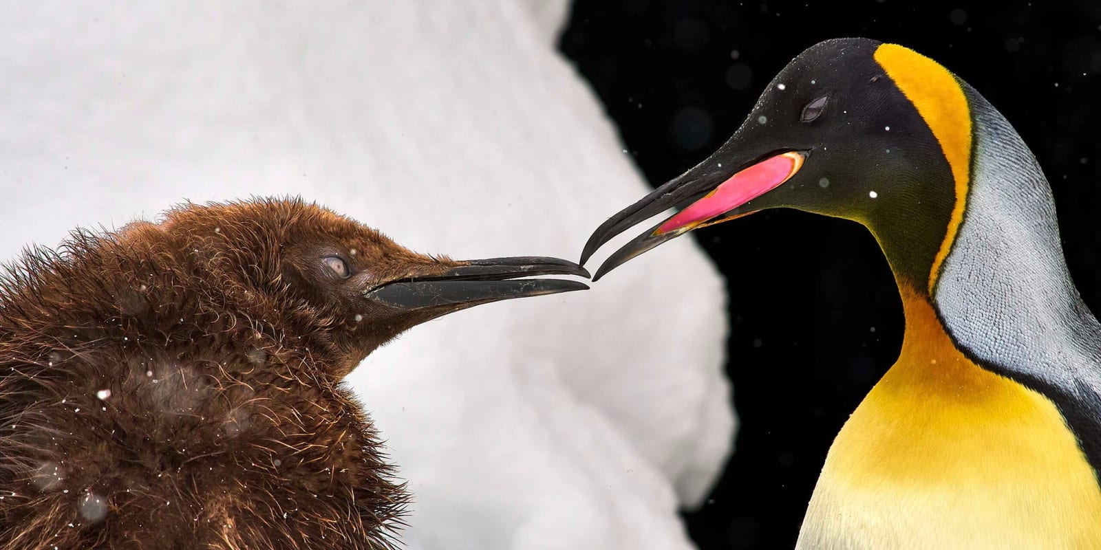 KÖNIGSPINGUIN JUNG UND ALT - Japan 2017