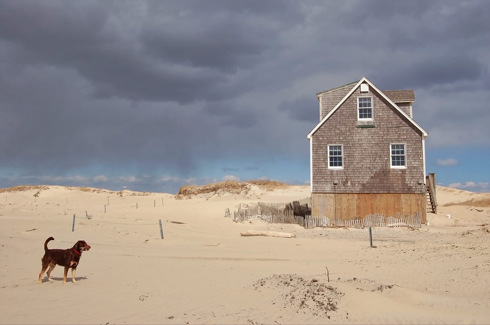 House and Dog under a Dark Sky