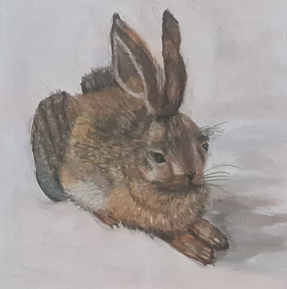 Hase