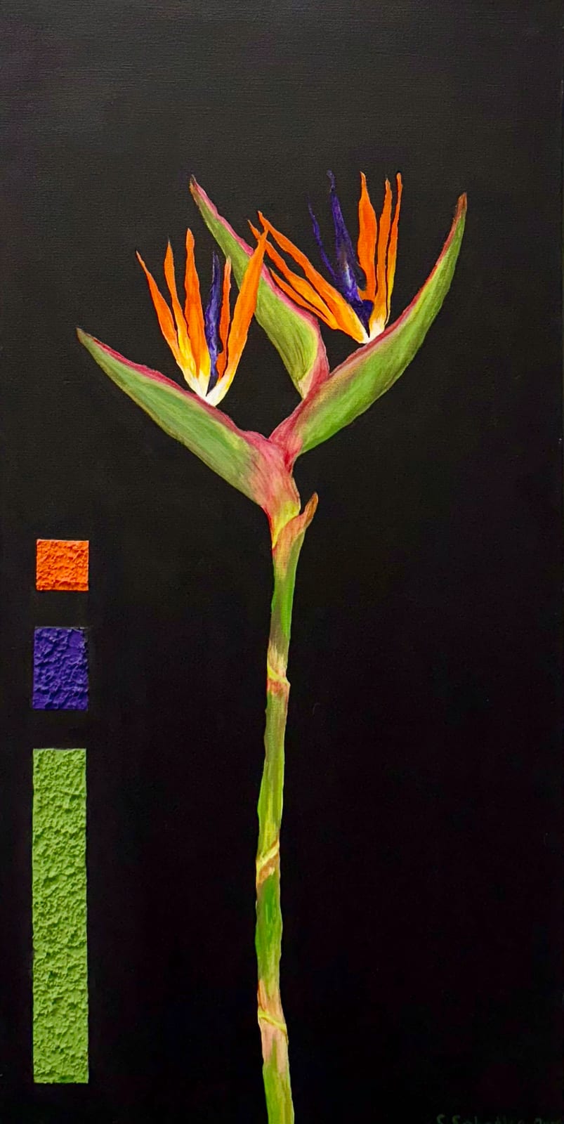 Strelitzie