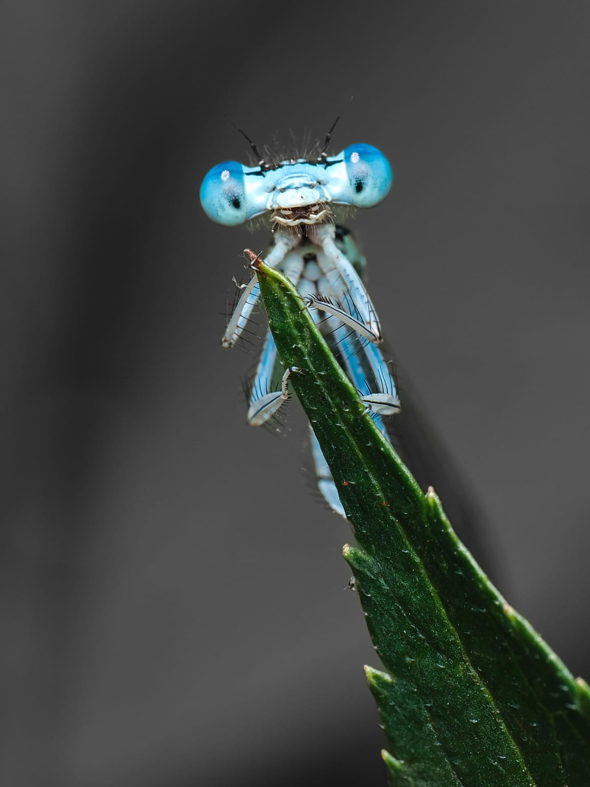 Der stille Wächter — Coenagrion puella von tiny things