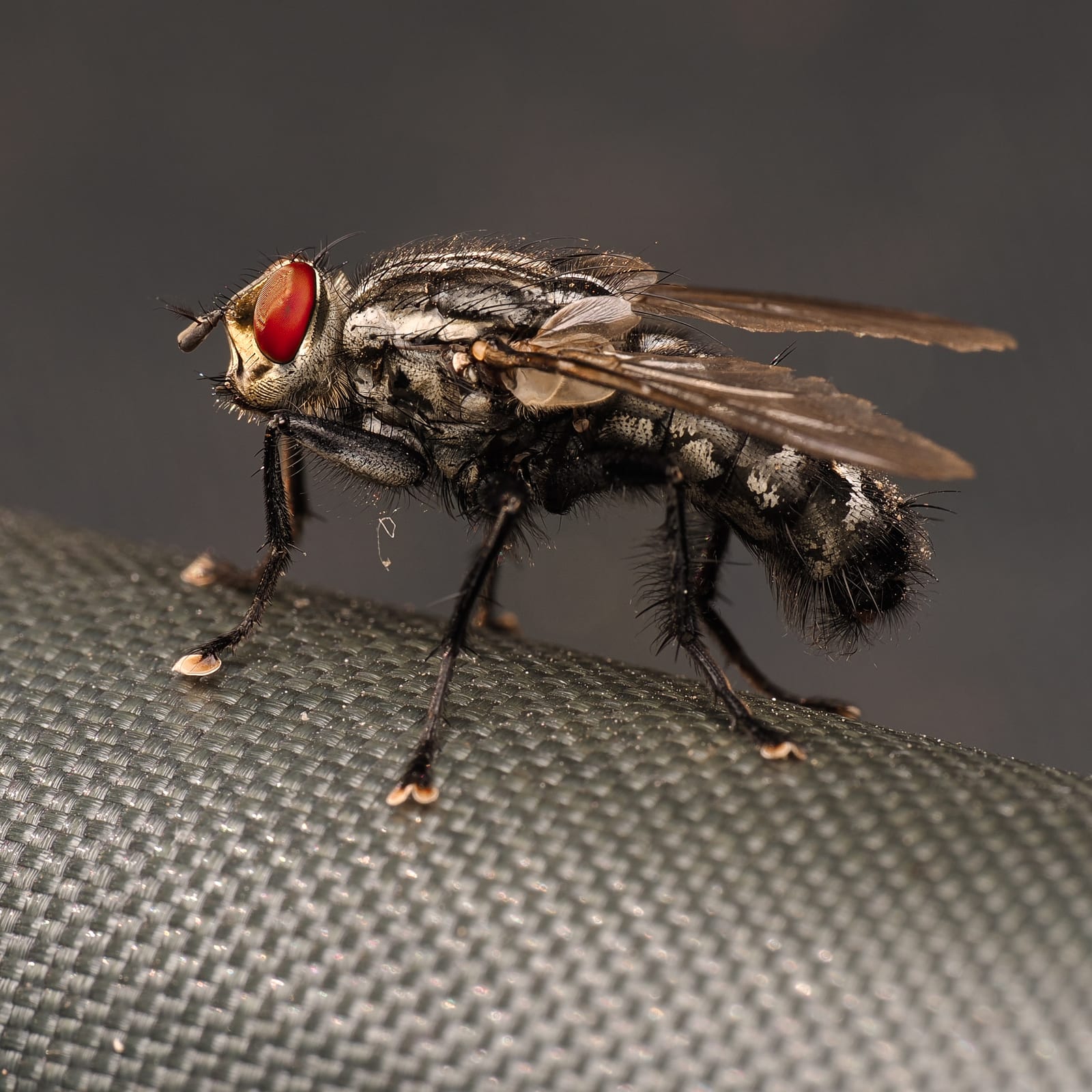 Fliege I von tiny things