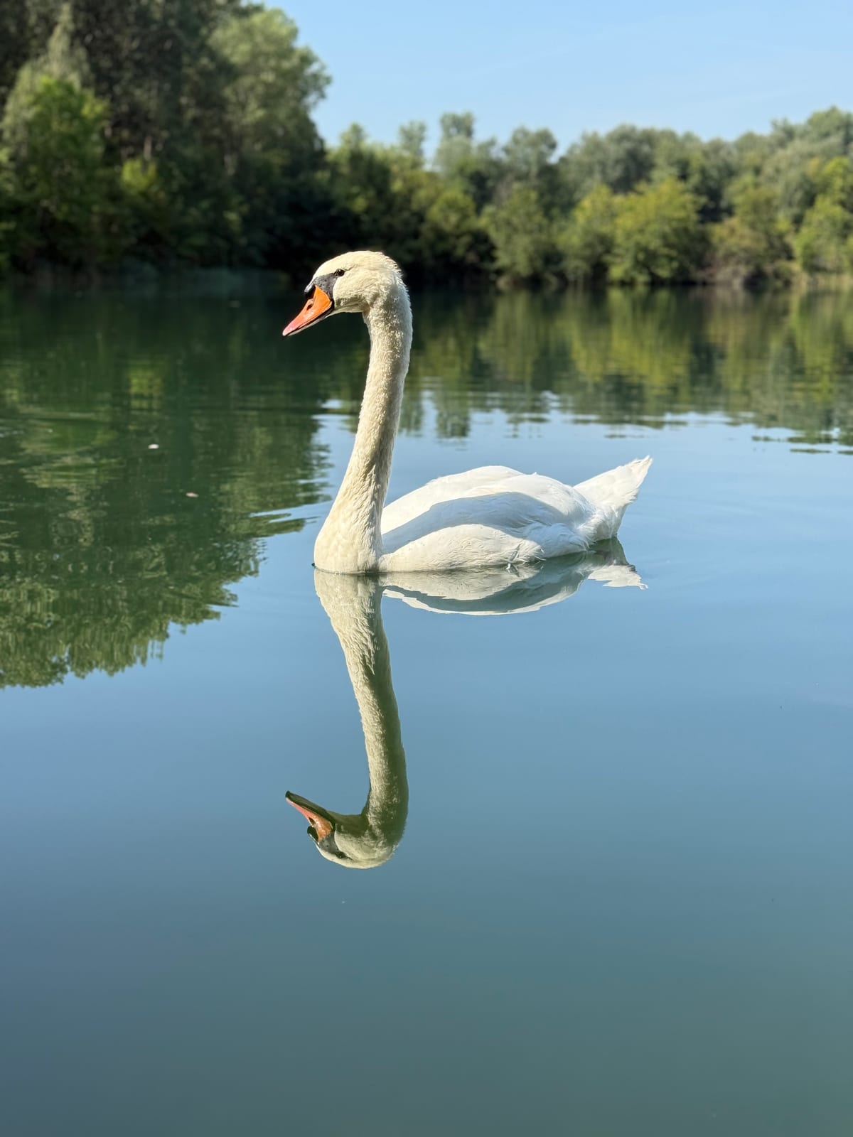 Swan I von tiny things