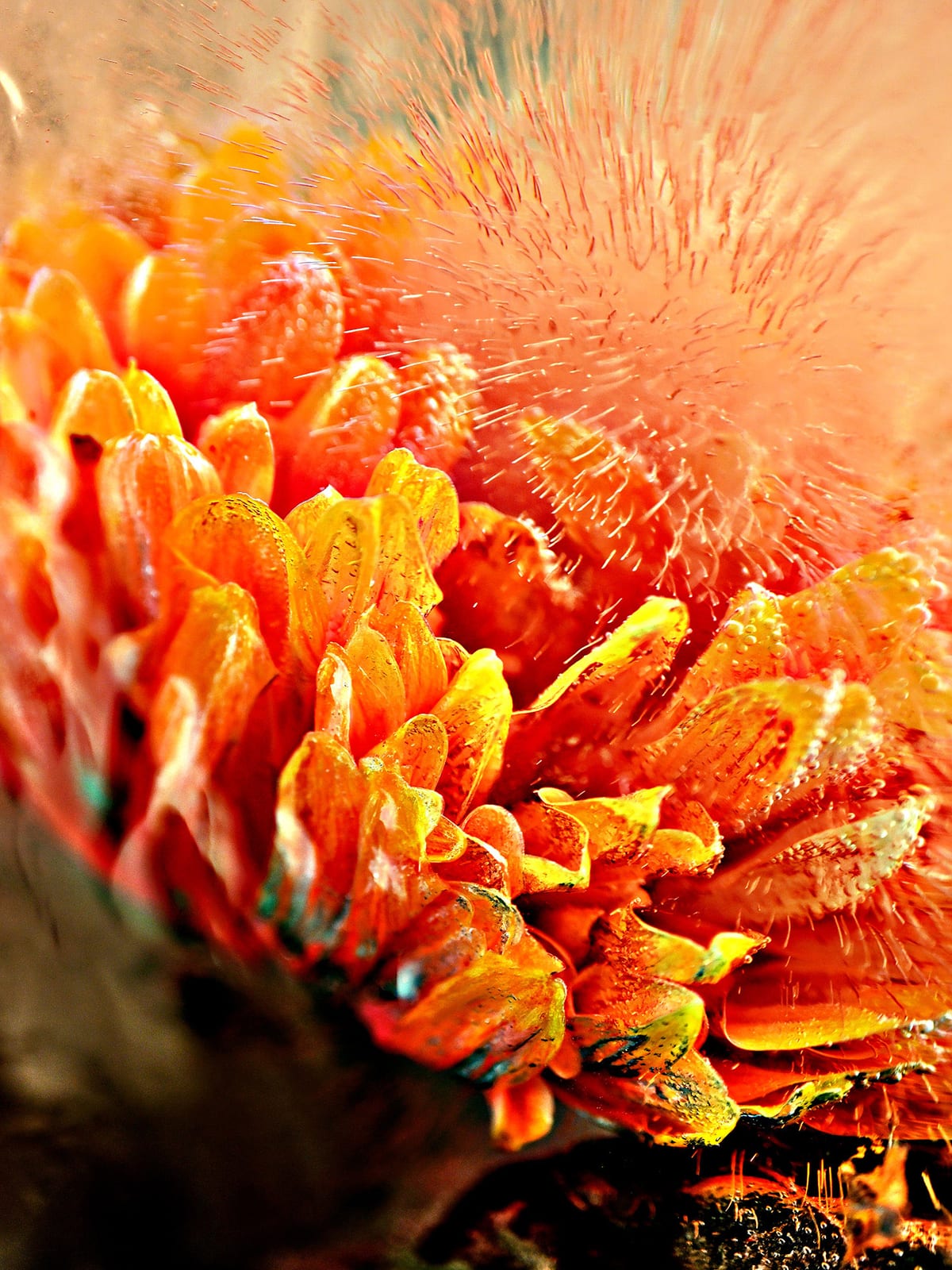 002Chrysanthemen