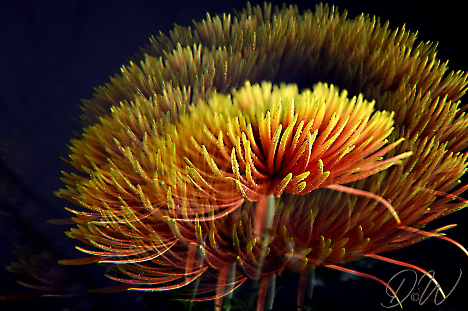 01 Chrysantheme-Orange-Prisma