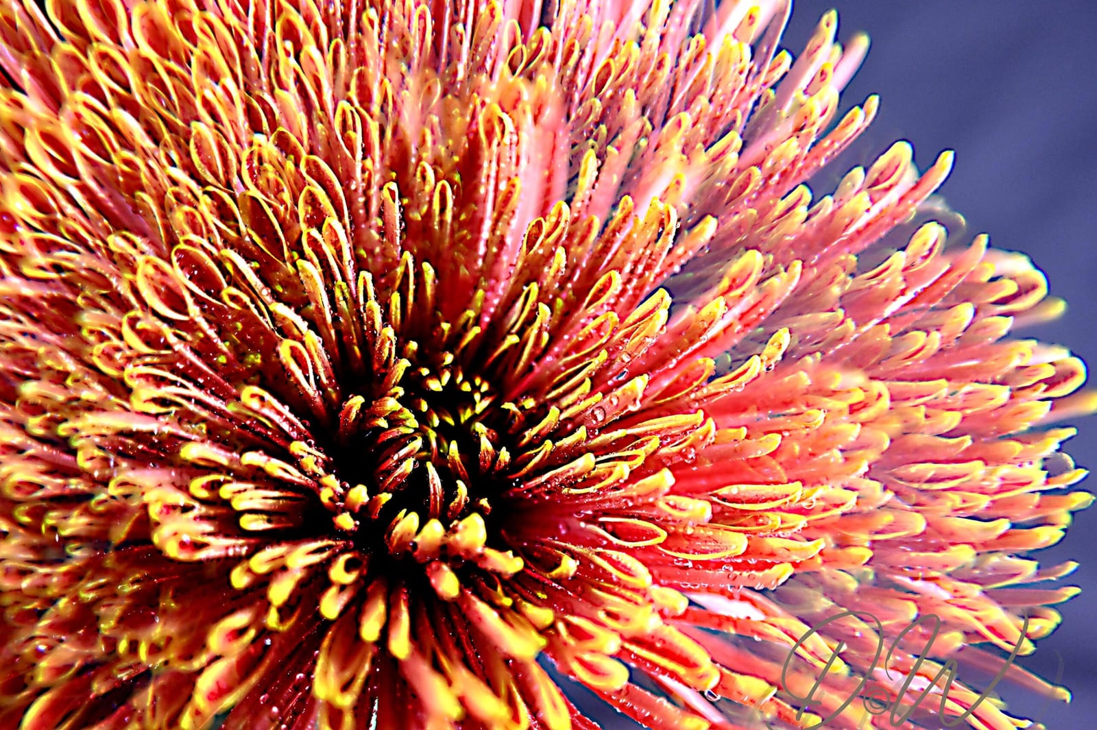 01 Chrysantheme-Prisma