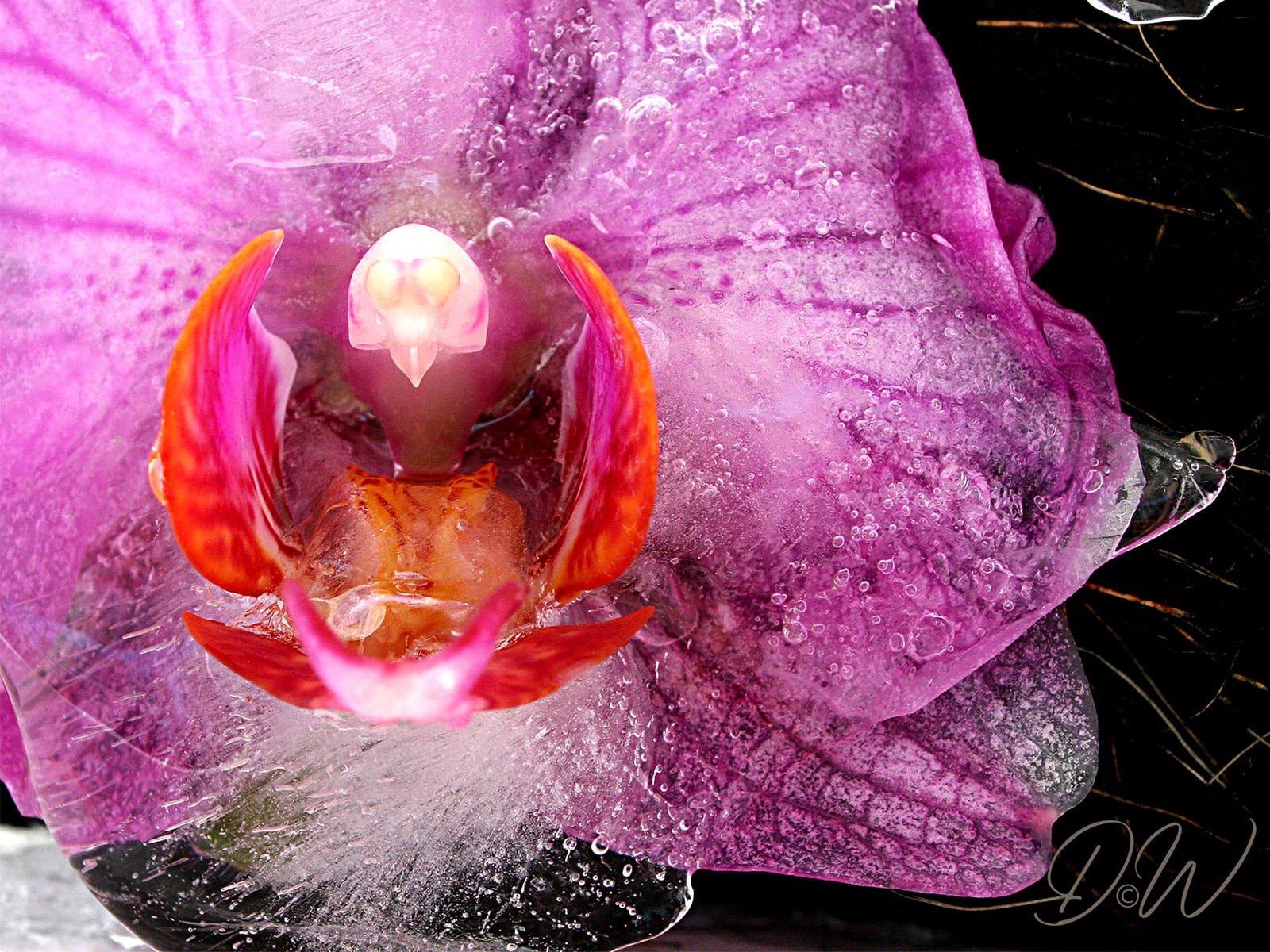 02 Orchidee