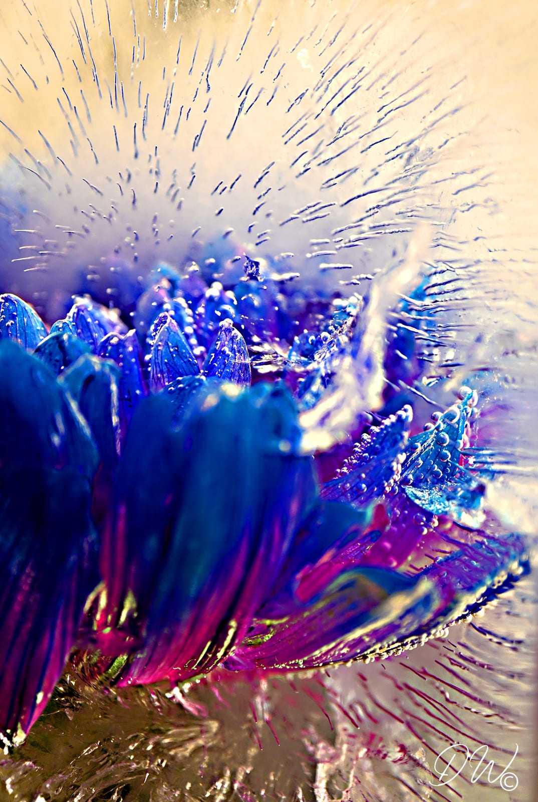 Blaue-Chrysantheme 1