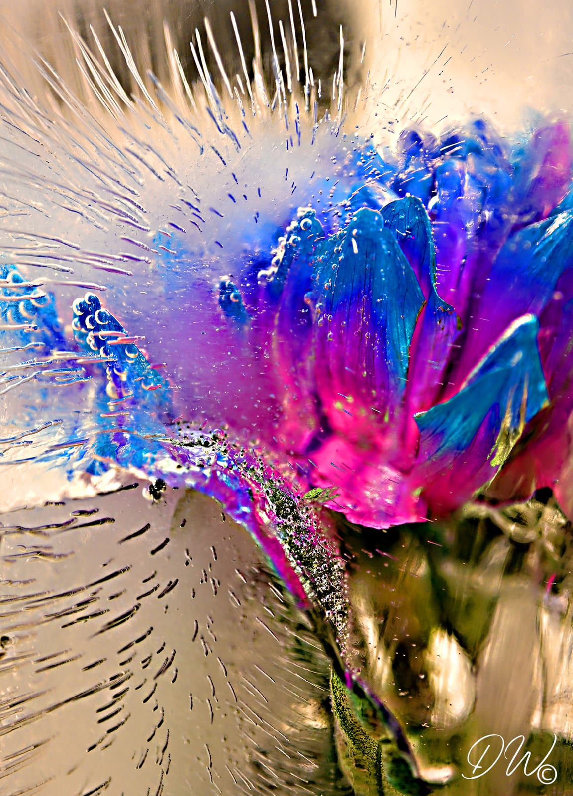 Blaue-Chrysantheme 2