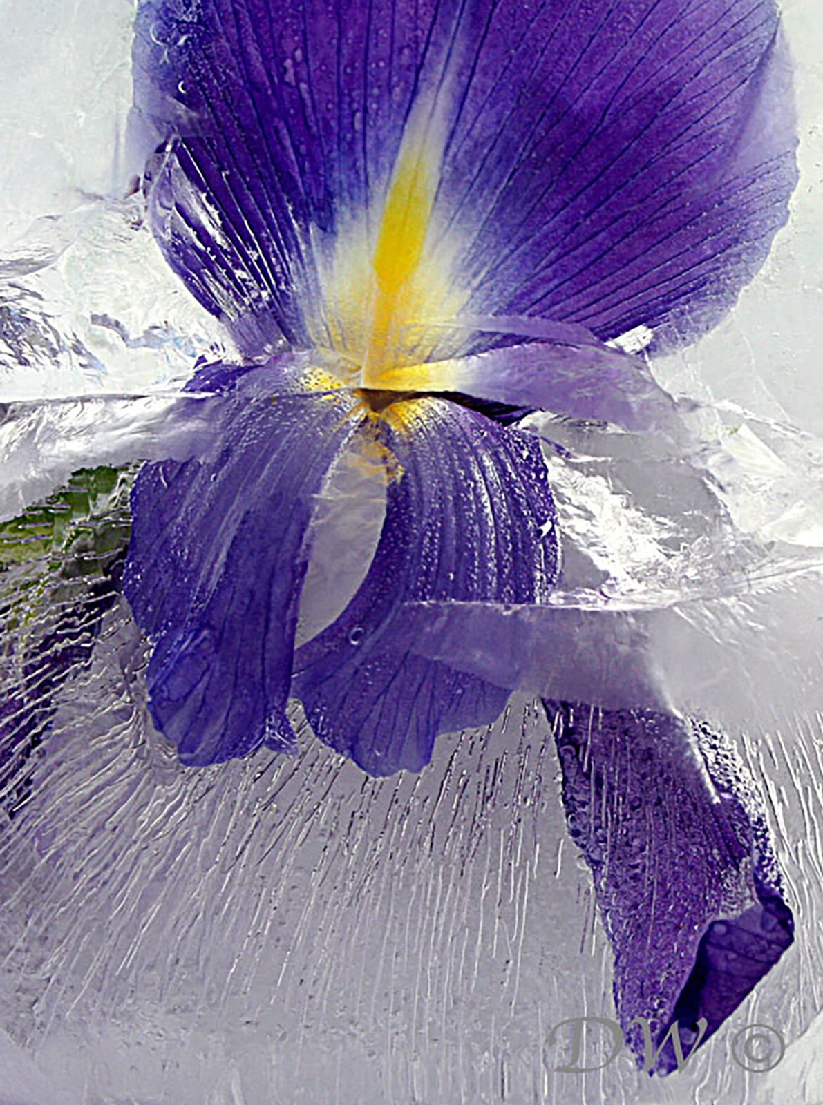 Iris Blau