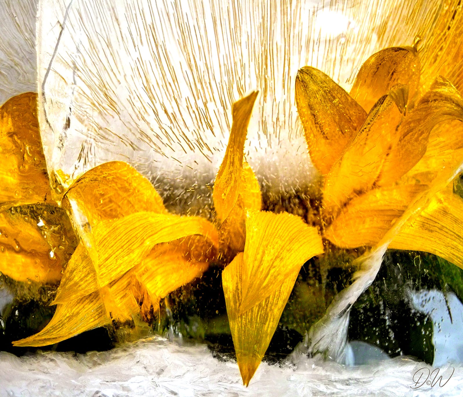 Sonnenblume
