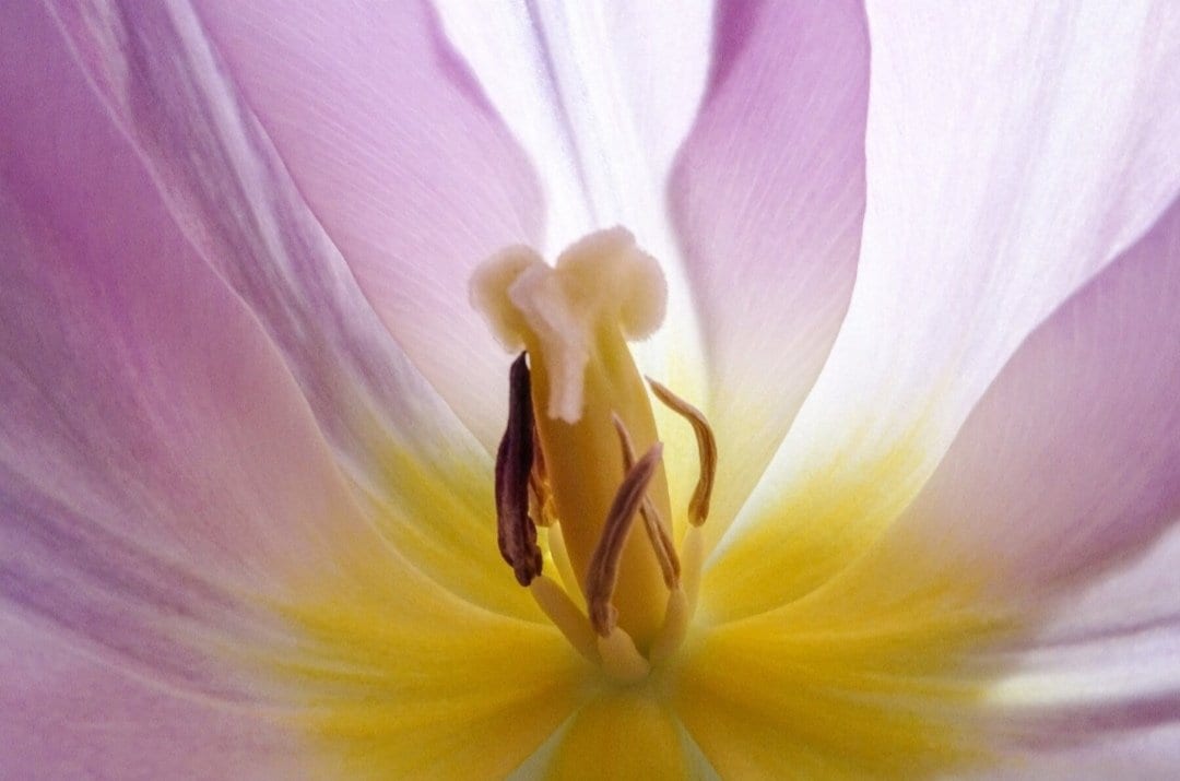 Geheimnis der Tulpe von Eveline Wolz