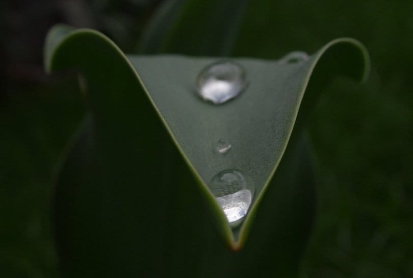 Kostbares Geschenk der Natur von Eveline Wolz