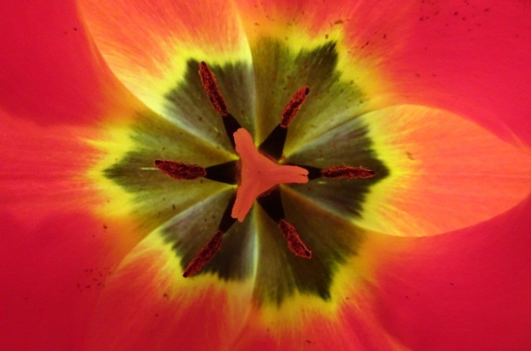 The burning red von Eveline Wolz