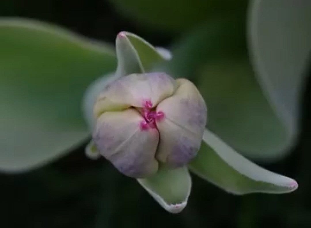Tulpenknospe von Eveline Wolz