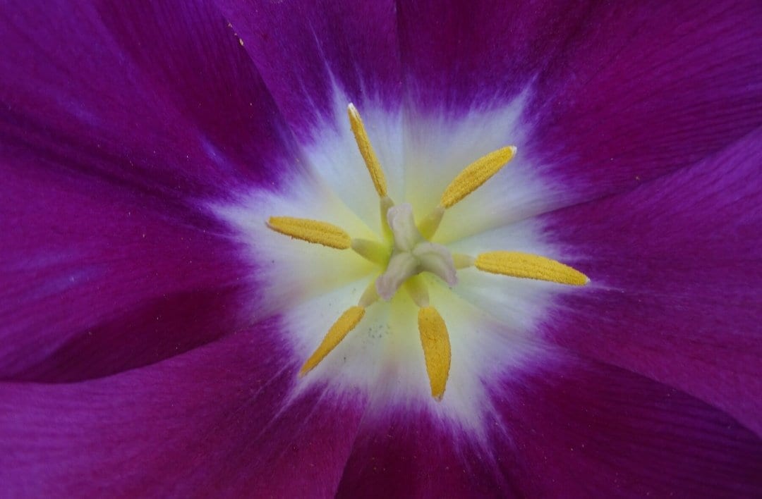 Tulpenstern von Eveline Wolz