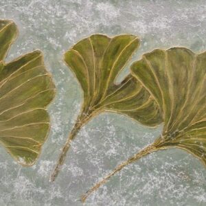Blätter Ginkgo