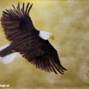 Weisskopfseeadler