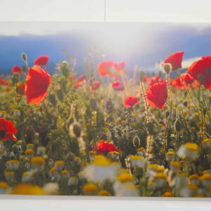 Mohnblumenfeld