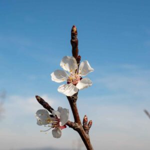 Die Marillen-Blüte - Kittsee