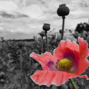 Die Mohnblume