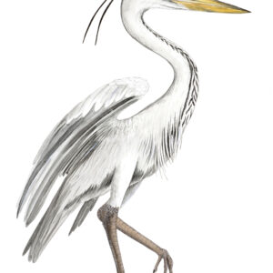 Ardea cinerea - Graureiher