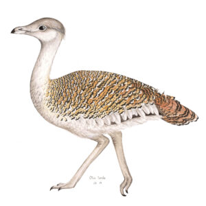 Otis tarda - Großtrappe (Weibchen)