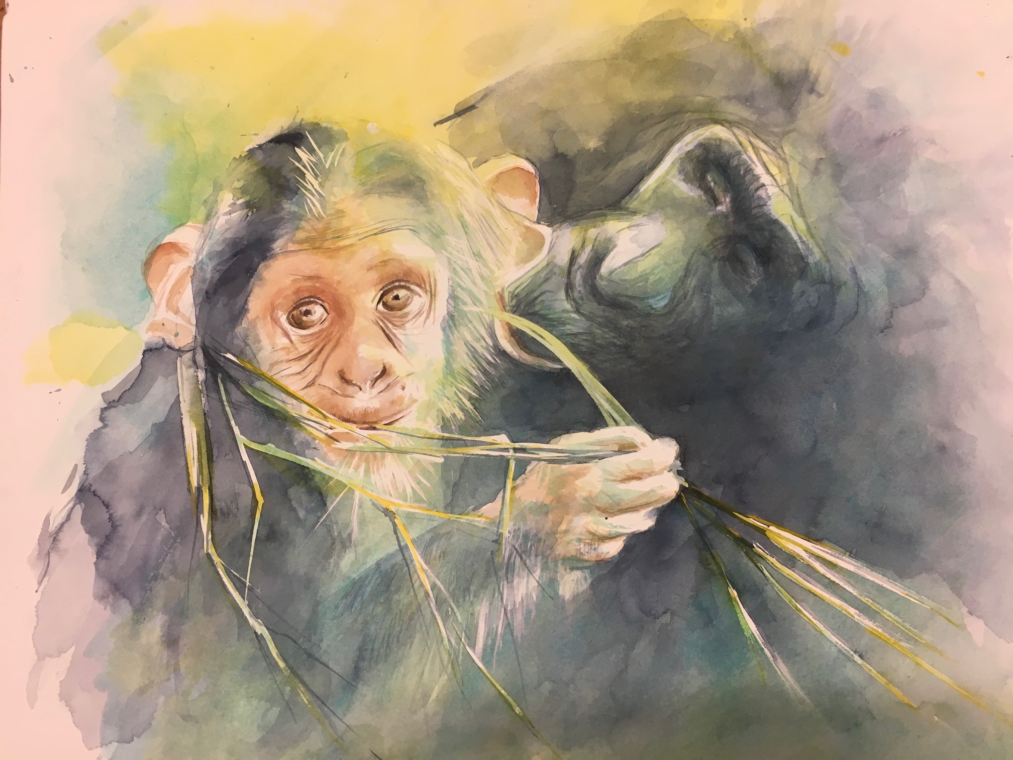 Gorillababy mit Mama!