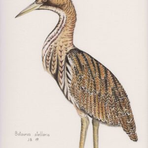 Rohrdommel (Botaurus stellaris)