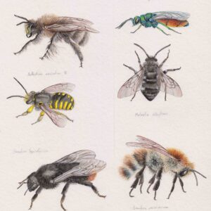 Insect studies II