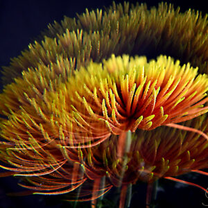01 Chrysantheme-Orange-Prisma