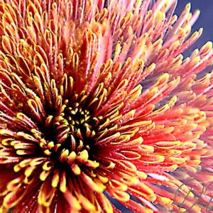 01 Chrysantheme-Prisma