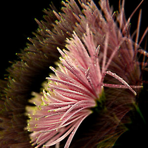 01 Chrysantheme-Rosa-Prisma