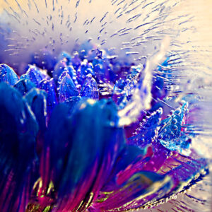 Blaue-Chrysantheme 1